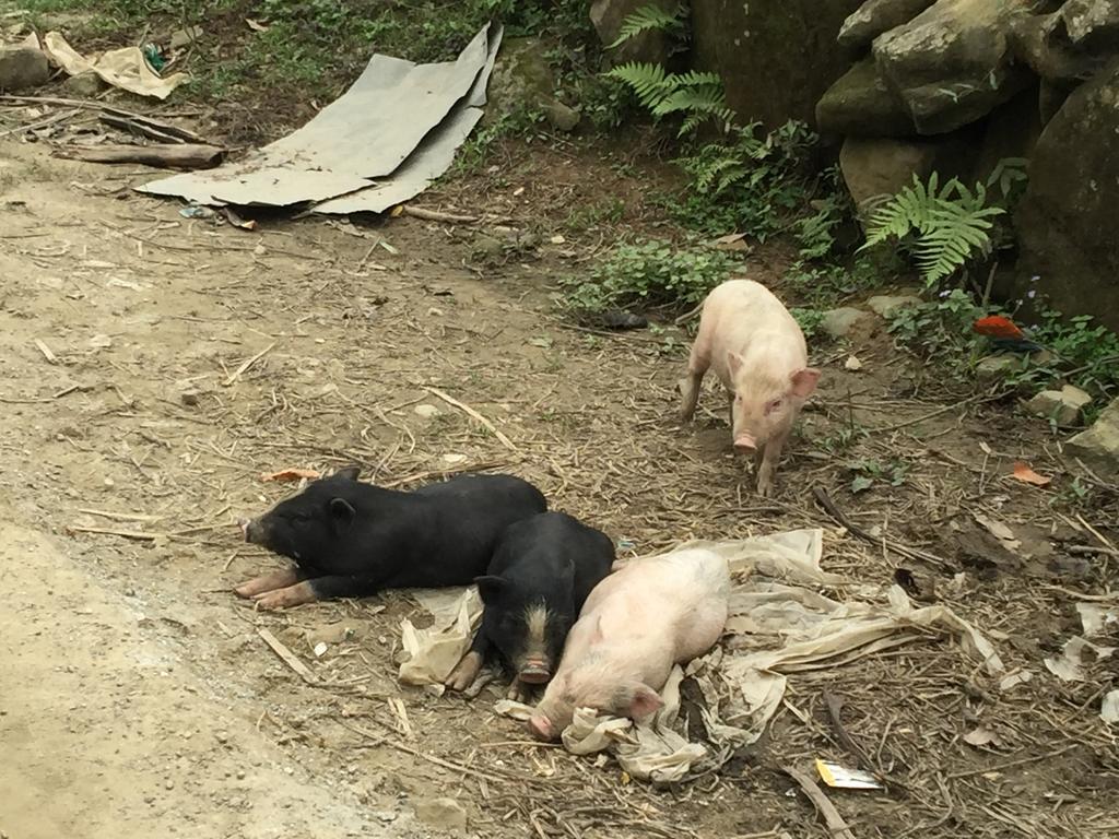 Freedom Homestay & Trekking Sapa Eksteriør billede