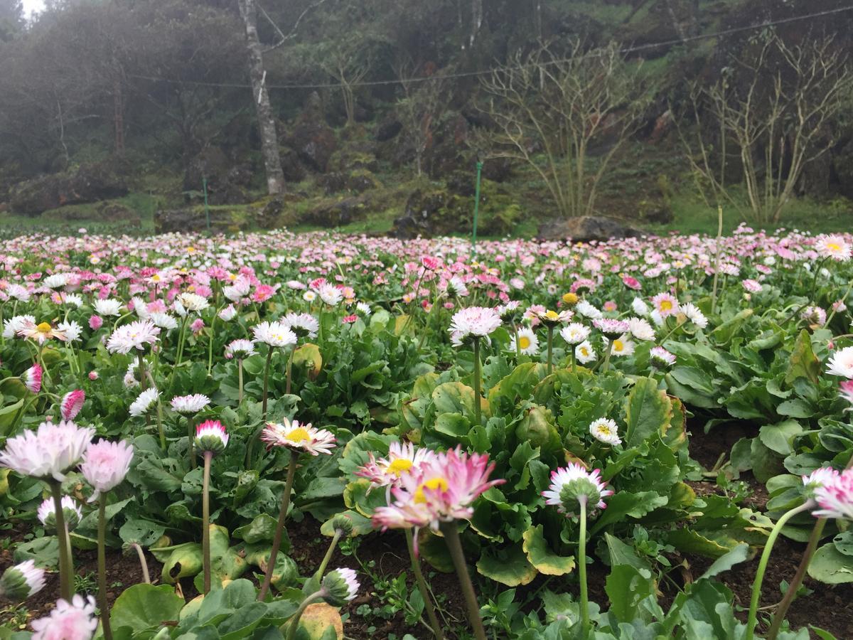 Freedom Homestay & Trekking Sapa Eksteriør billede